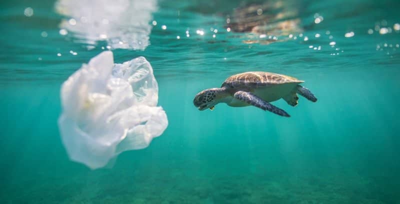 Plastic debris in the Persian Gulf