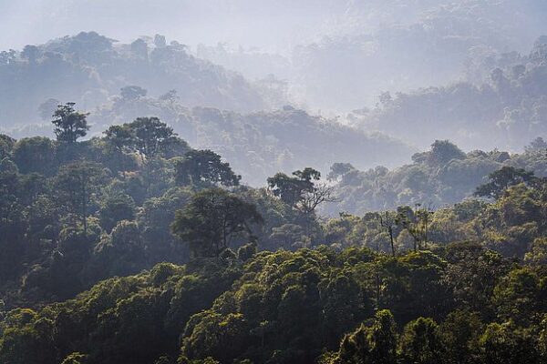 A method to map individual trees in Rwanda