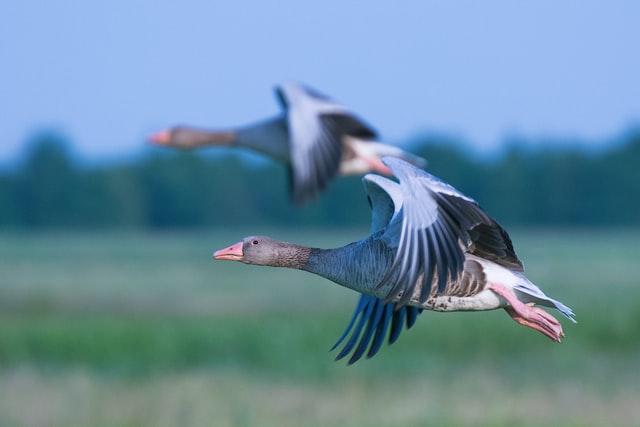 Geese or chickens, which was the first domesticated bird?